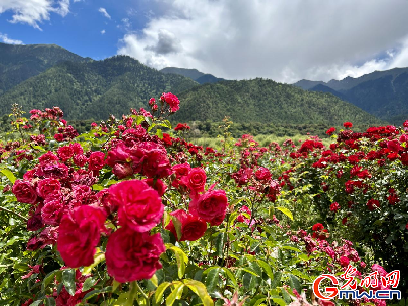 我們的家園丨【組圖】 綠水青山入畫，“金山銀山”筑起