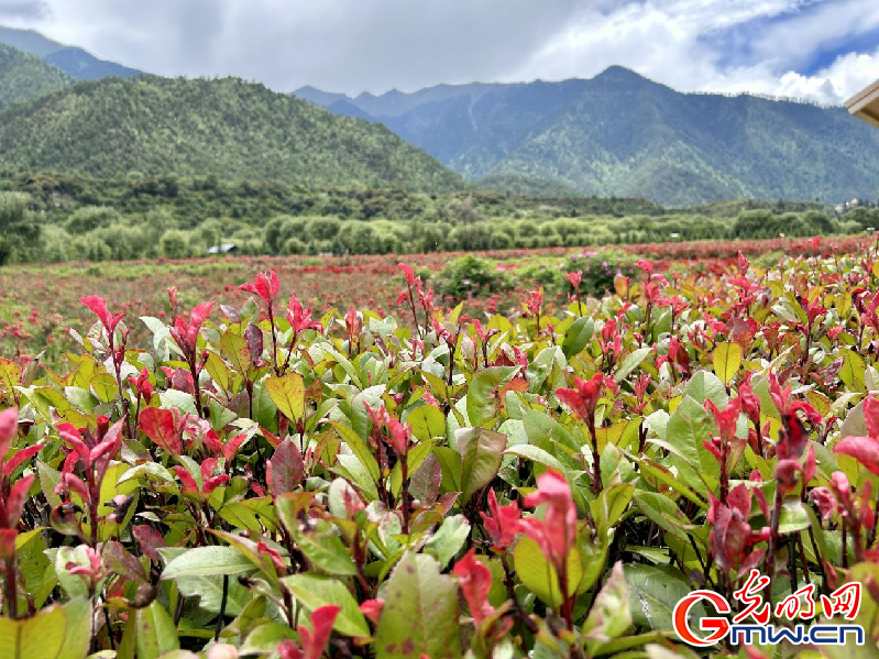 我們的家園丨【組圖】 綠水青山入畫，“金山銀山”筑起
