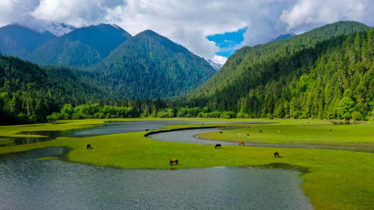 中國最美十大森林之一崗云杉林。西藏自治區(qū)旅發(fā)廳供圖