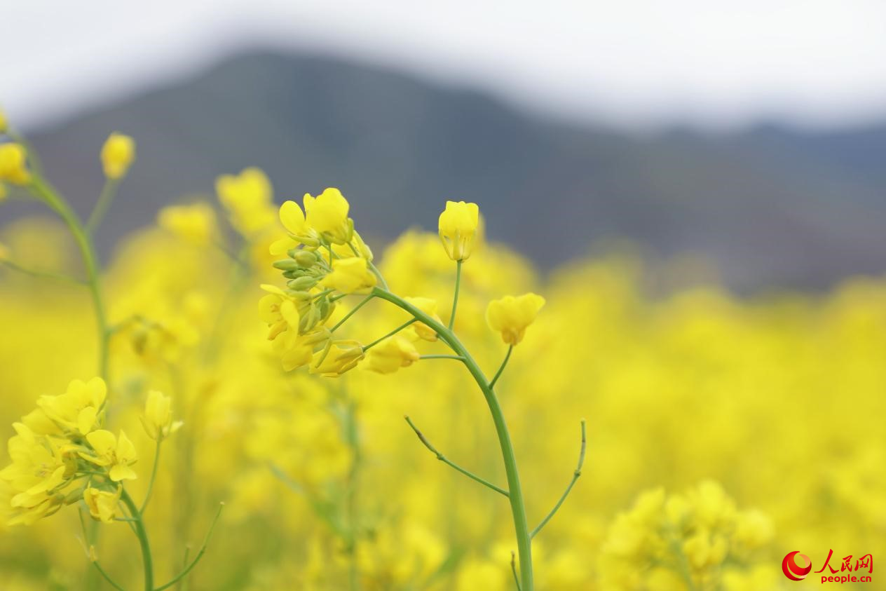 金色油菜花鋪滿大地。 人民網(wǎng) 李海霞攝